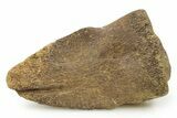 Dinosaur (Pachycephalosaurus) Toe Ungual (Claw) - South Dakota #382468-2